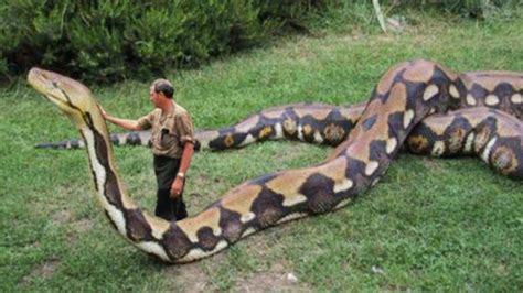自然传奇最大蟒蛇,自然传奇探寻巨蟒,自然传奇蛇寻找巨蟒_大山谷图库