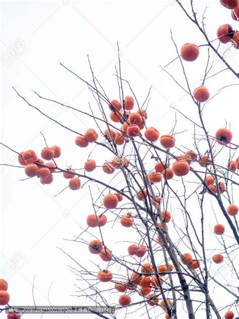 柿树上挂满成熟的柿子,果实,植物花草,摄影,汇图网www.huitu.com