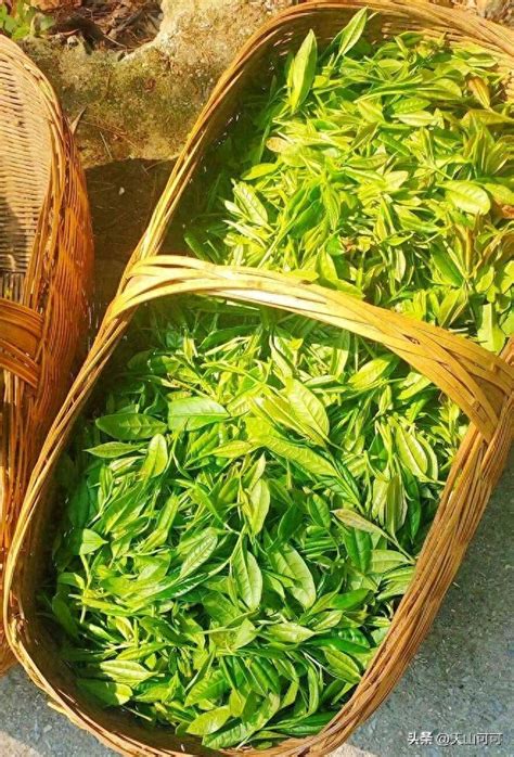 中国绿茶十大名茶排名_绿茶百科_绿茶说