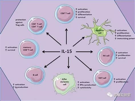 肿瘤治疗前景因子--IL-15_细胞