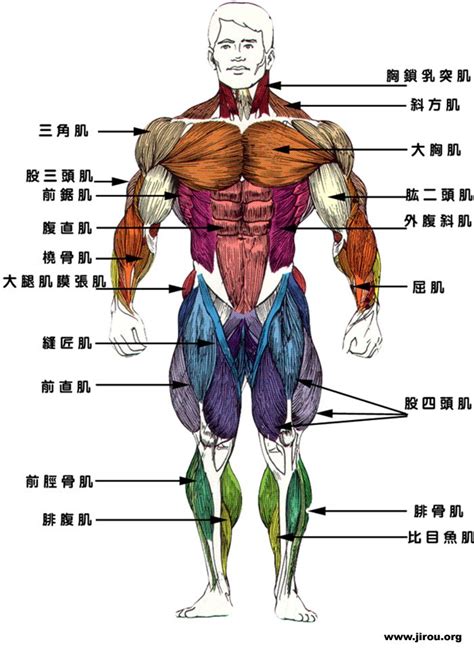 人体肌肉图解_肌肉网