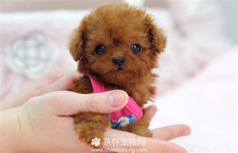 茶杯狗图片