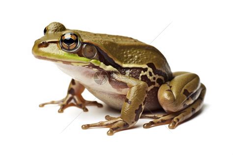 青蛙生物动物池塘野生动物绿色花园水陆快乐眼睛照片高清图片下载-正版图片320129030-摄图网
