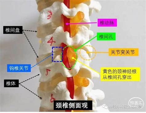 钩椎关节解剖图图片