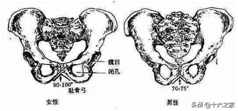 耻骨肌的位置图图片