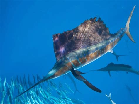 旗鱼和剑鱼有什么区别？谁才是海洋中的“小霸王”？