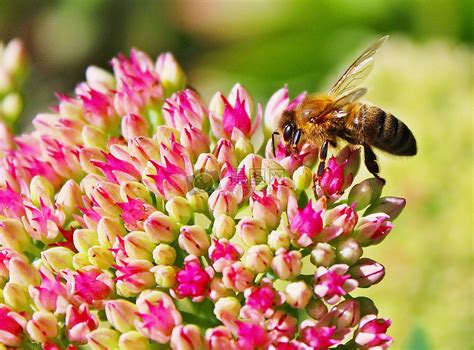 蜜蜂的习性及发育过程 - 蜜蜂知识 - 酷蜜蜂