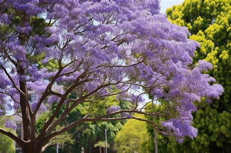 紫色花树,树木,植物花草,摄影,汇图网www.huitu.com