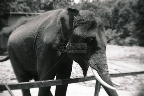 泰国动物园巨型大象的肖像视图高清图片下载-正版图片506582390-摄图网