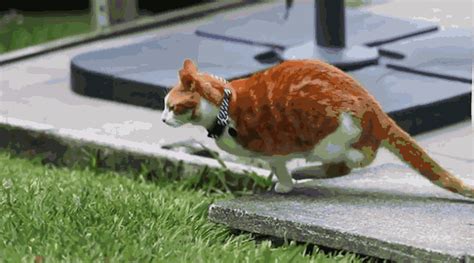 猫咪跑得快的秘诀，你了解多少？
