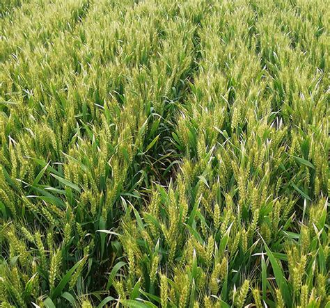 耐旱抗病！小麦新品种“云麦112”完成田间测产验收