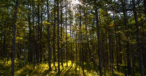 国内最美的十大原始森林
