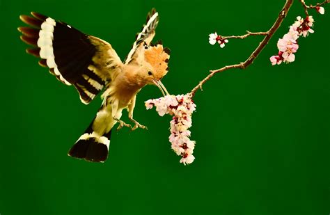国家一级保护鸟类--花冠皱盔犀鸟_鸟类图库_国际旅游摄影网
