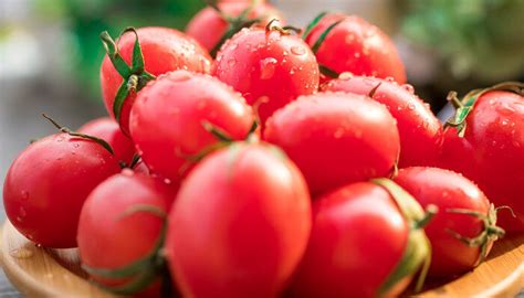 番茄新品种及其生长特性介绍 - 惠农网