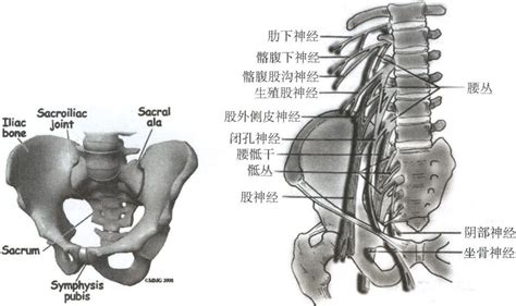 一、骶骨解剖与生物力学特点-外科学-医学