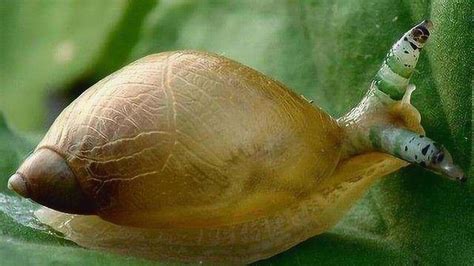 世界上最恐怖的蜗牛，诞生过程令人细思极恐，网友：看完背后发凉_腾讯视频