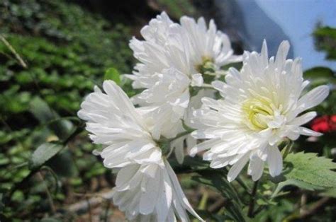 白色的菊花代表什么 _ 庭院养花网