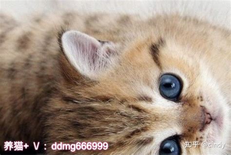 金渐层猫是什么品种，金渐层猫性格优缺点 - 动物健康 - 宝妈育儿常识网
