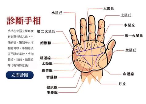 掌纹图图片