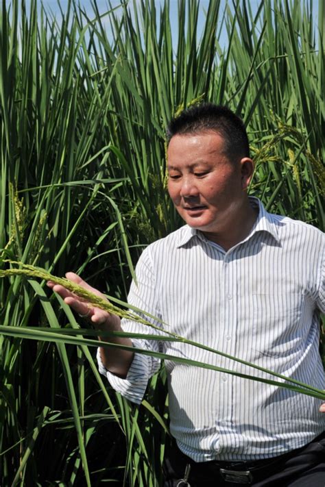 常州新北：2米巨型稻丰收在望_我苏网