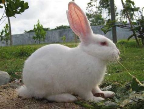 【兔子养殖】兔子怎么人工养殖