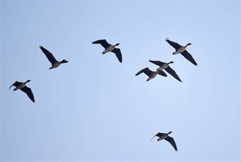 飞鹰批量查询过期域名，鹰眼查询系统