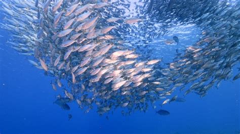 为什么鱼儿喜欢成群结队地在水中游动（鱼为什么聚在一起？怎么把鱼聚到钓点里？集鱼的技巧和方法） | 说明书网