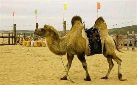 骆驼（被称为“沙漠之舟”的哺乳动物） - 搜狗百科