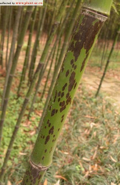 4.5～5公分斑竹多少钱一棵？-绿宝园林网