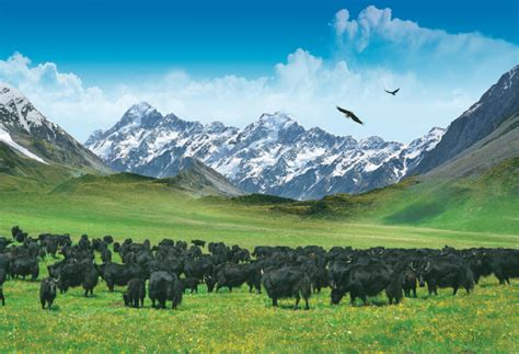 甘南州企业在牦牛全国标准化制定领域取得新突破