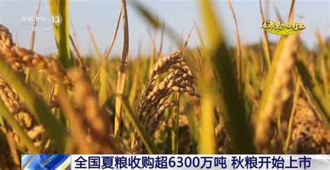 农发行桃江县支行发放200万元贷款，积极支持地方粮食收购 - 乡村动态 - 乡村振兴 - 华声在线