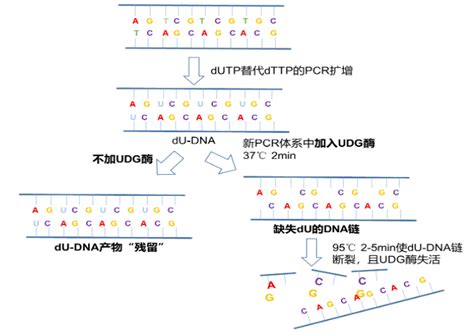 实时荧光定量PCR技术：染料法VS探针法 - 每日生物评论