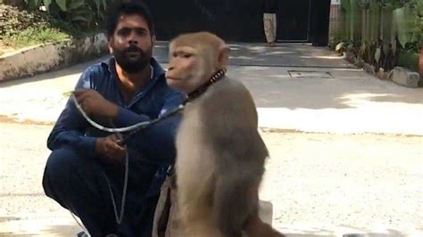 猴子敬礼图片