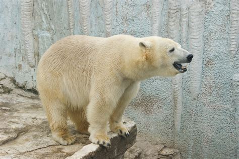 北京动物园恢复开园 大熊猫饱餐过后沐浴阳光萌态十足