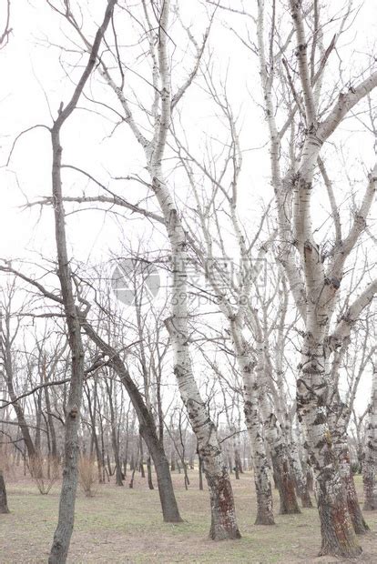 从下往上看一棵光秃秃的柳树，没有叶子高清摄影大图-千库网