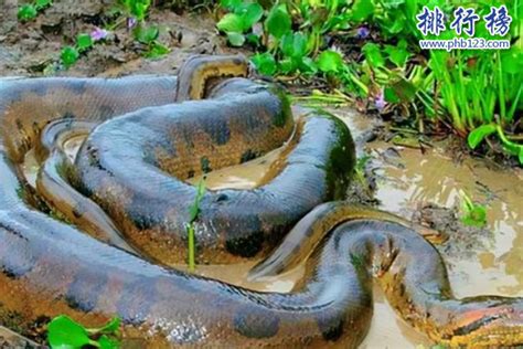 世界十大最长的蛇-排行榜123网