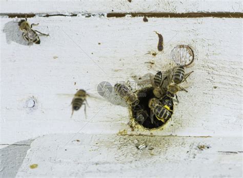 如果蜂王死了，几小时内其它蜜蜂会变得怎么样？看完太佩服了！