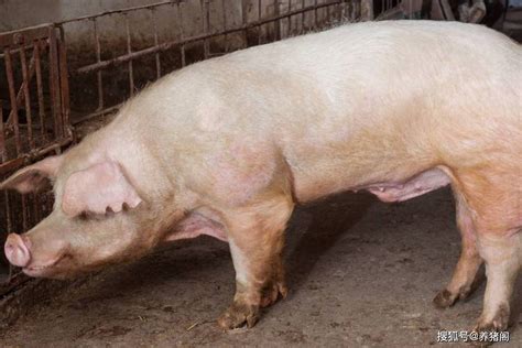 猪场的饲料管理需要注意什么？