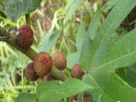 五指毛桃图片_植物根茎的五指毛桃图片大全 - 花卉网