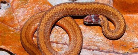 蛇一般几月份开始冬眠 - 业百科
