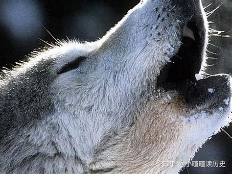公狼外出遭遇不测，母狼被迫独自觅食，眼睁睁看着孩子被咬死