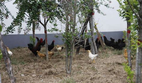 农村庭院养鸡，明明有鸡窝，到晚上鸡为啥还在树上休息呢