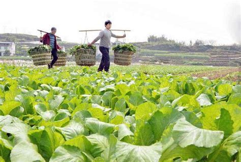 改变种植模式 实现农民增收