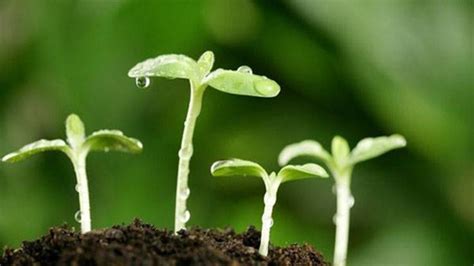 养花自制“营养土”，制作简单，肥力更好|营养土|养花|堆积物_新浪新闻