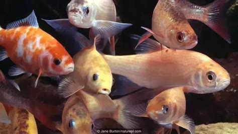 燕子美人鱼的繁殖方法 – 水族趣无尽