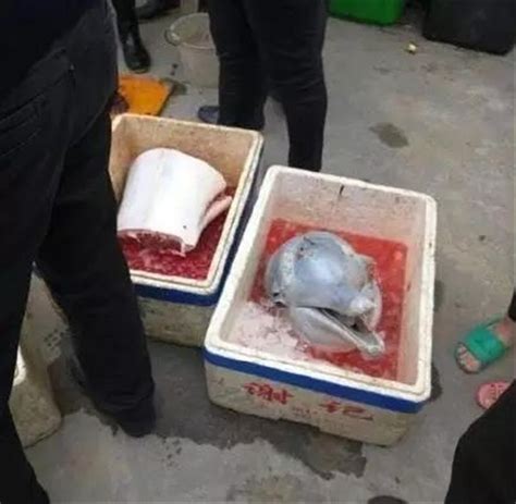 继当街宰杀贩卖之后，又一“水上大熊猫”被切割，“中华白海豚保护地”任重道远- 中国生物多样性保护与绿色发展基金会