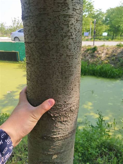 贵阳造型树出售基地-海商网，花草树木产品库