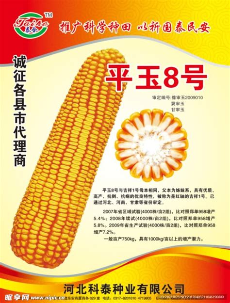 玉米-产品中心-陕西秦丰农业营销网络有限公司-陕西玉米种子生产,陕西小麦种子销售,陕西农作物种子繁育