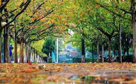 太美了！郑州这16所高校校园内，藏着最美的秋色！-大河网