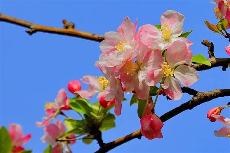 春暖花开图片素材-正版创意图片401004831-摄图网